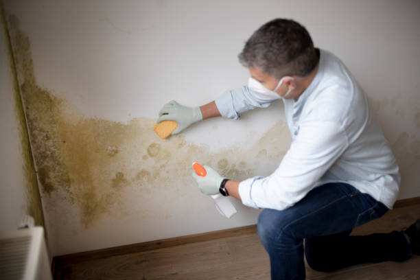 Best Mold-Related Health Consultation  in New Castle, PA
